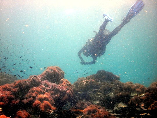 Diving Koh Rin